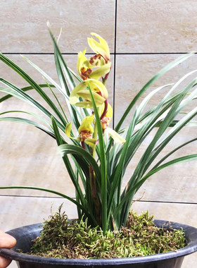 好养浓香型盆栽植物四季兰花