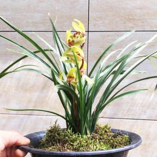 好养浓香型兰花盆栽植物春兰花苗蕙兰四季建兰花卉九头兰草带花苞