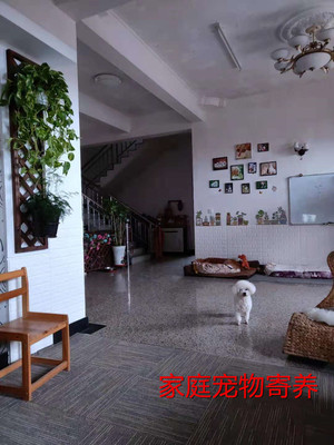 可开票上海家庭宠物别墅宠物寄养