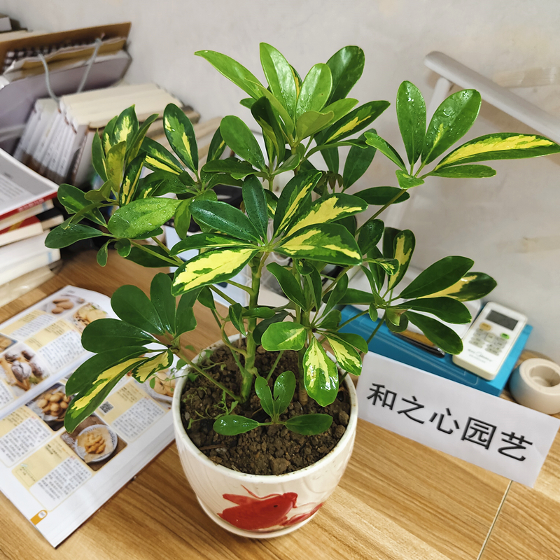 黄金鸭脚木八方来财黄金叶招财树花叶鸭脚木绿植盆栽七叶莲吸甲醛,鲜花速递/花卉仿真/绿植园艺,绿植,淘宝优惠券,粉丝福利购,淘宝优惠卷