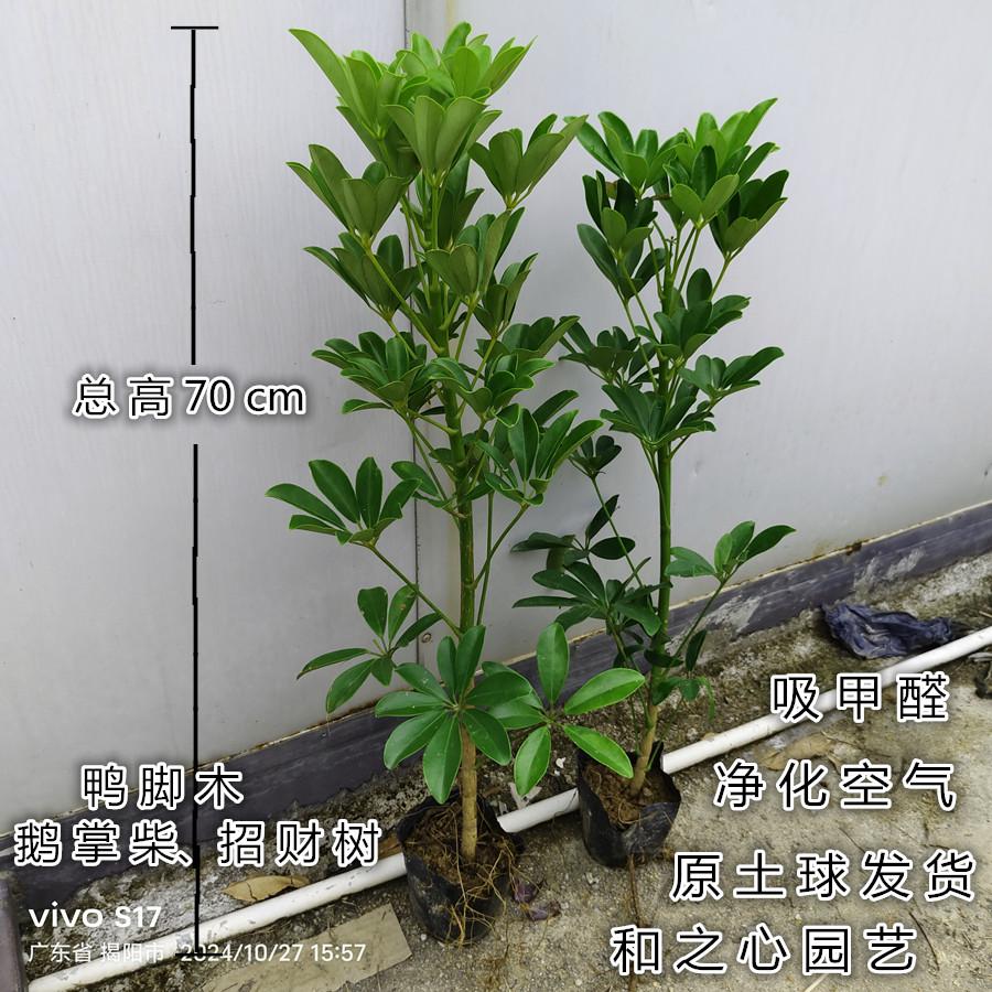鹅掌柴室内绿植净化空气吸甲醛