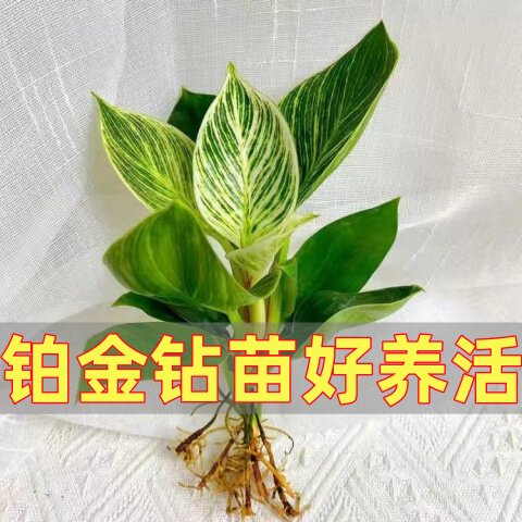 铂金钻水培绿植室内盆栽客厅绿公主净化空气室内大叶好养