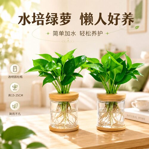 水培绿萝盆栽室内客厅办公室