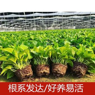 绿萝盆栽室内水培植物办公室净化空气土培四季 常青长藤花卉绿植