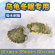 乌龟冬眠吸水树脂专用垫材爬宠椰土套装 箱黄缘巴西龟过冬装 备用品