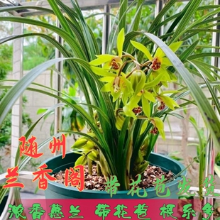 随州兰花苗带花苞浓香型蕙兰春兰九头兰九节兰植物花卉盆栽兰草苗