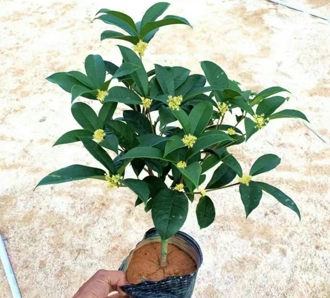 桂花树苗庭院桂花盆栽室内绿植浓香型盆景四季桂花树植物月桂盆栽 鲜花速递/花卉仿真/绿植园艺 绿植 原图主图