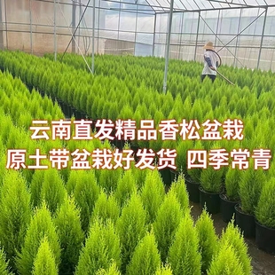 香冠柏小香松盆栽植物四季 绿植阳台室内室外好养圣诞树宝塔松树苗