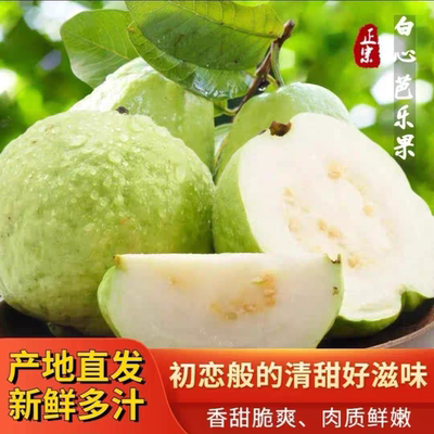 应季低糖鲜甜脆白心芭乐番石榴现摘现发送陈皮粉新鲜当季