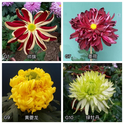 三军菊花/精品国菊G组50种/菊花苗/满30元包邮