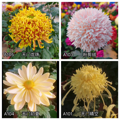 三军菊花/自育新品种大菊花/A3组50种/菊花苗/满30元包邮