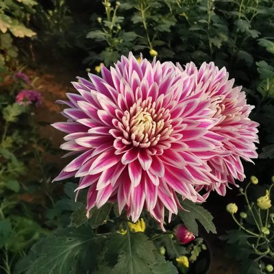 三军菊花/tt401-600编号/自育新品种大菊/ 菊花苗/九月菊大花秋菊