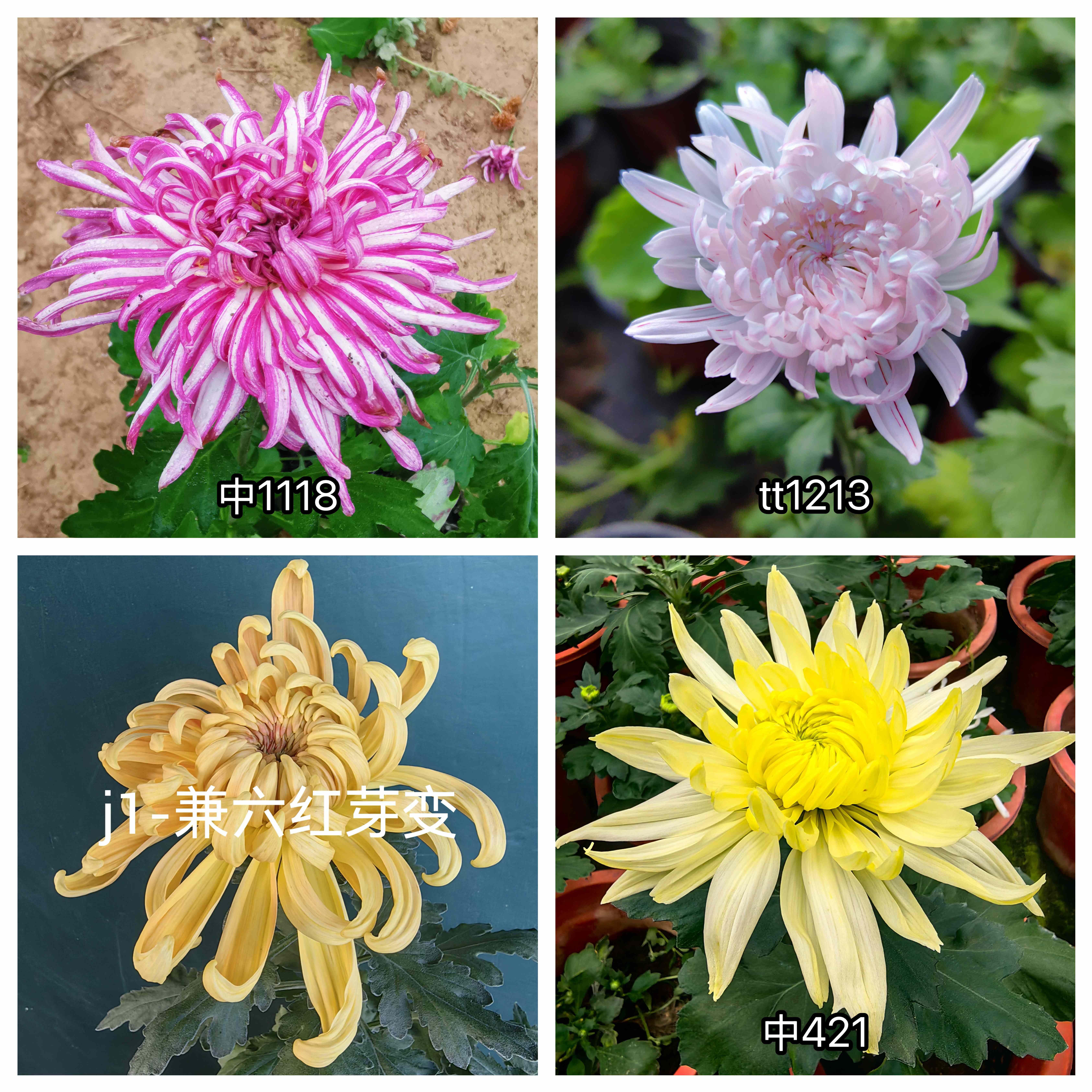三军菊花/新品种/菊花苗/满30元包邮图片