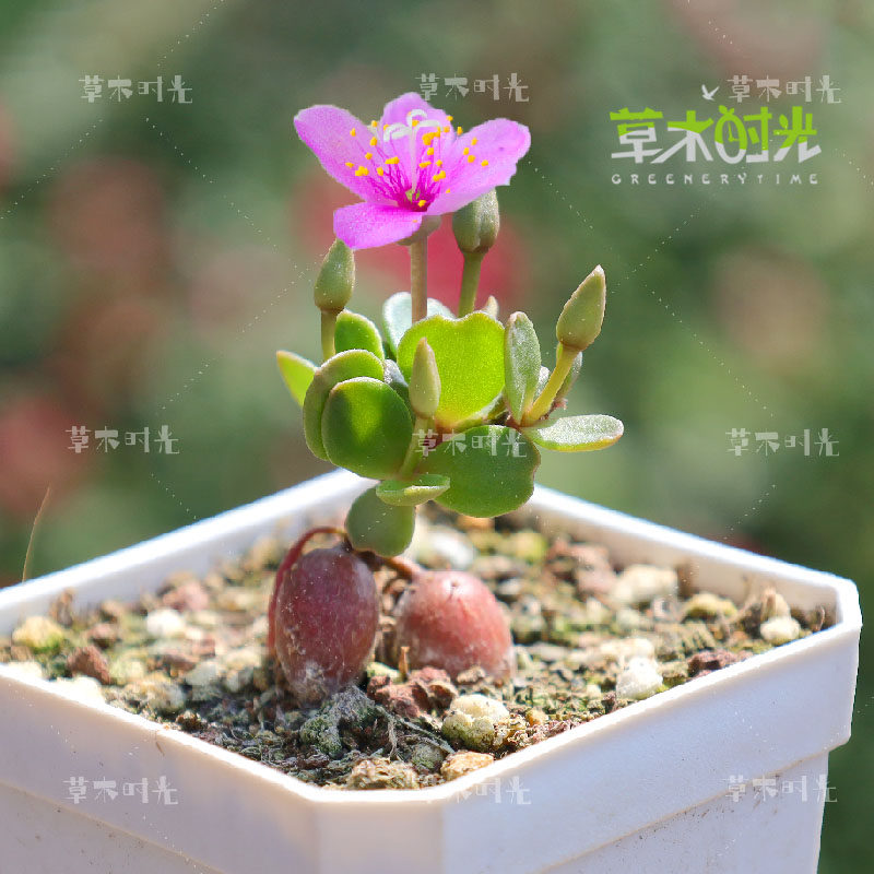 格拉哈米柯氏马齿藤稀有块根多肉植物夏季开花阳台庭院耐热花卉