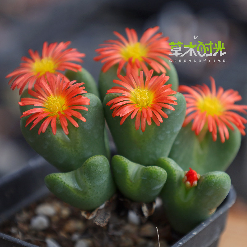 国旗红稀有颜色 红花少将 纯红少将多肉植物木质老桩群生一物一拍