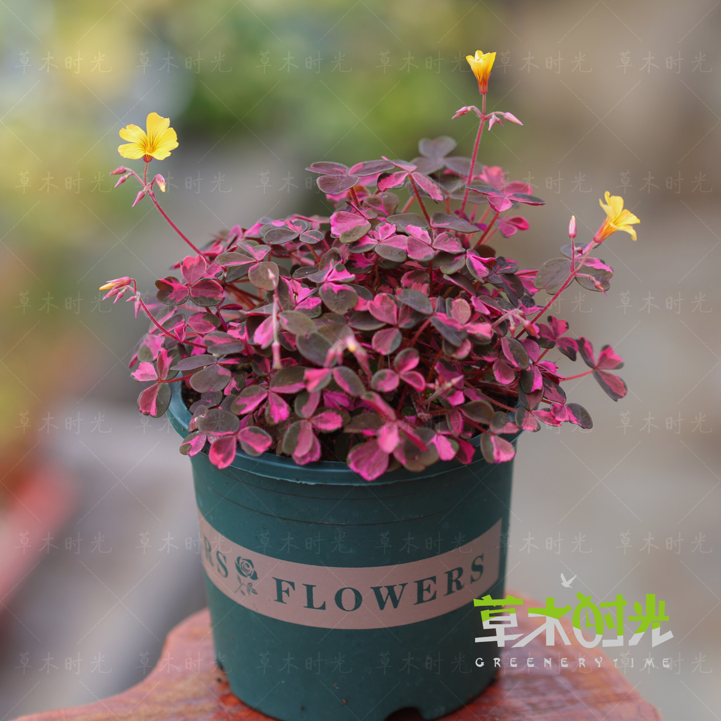 粉锦酢浆草红锦酢浆草稀有小众酢浆草幸运三叶草多年生好养易活