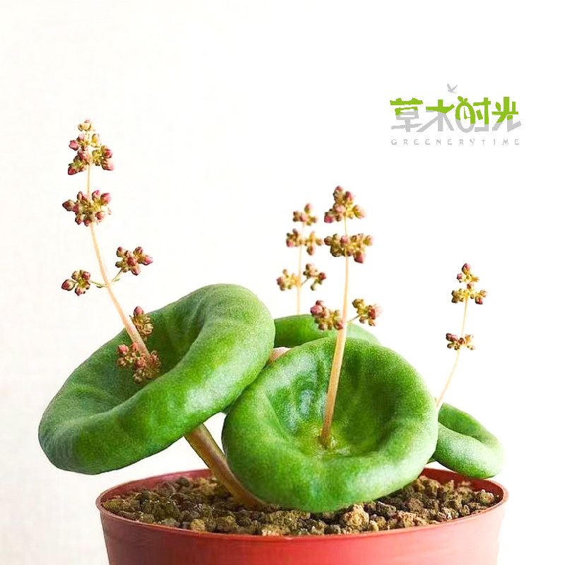小酒杯小雨伞Crassula umbella WineCup进口块根多肉植物一物一拍