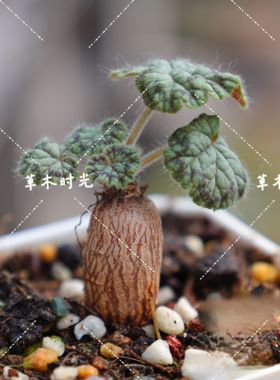 圆叶洋葵Pelargonium Barklyi南非进口块根多肉植物一物一拍
