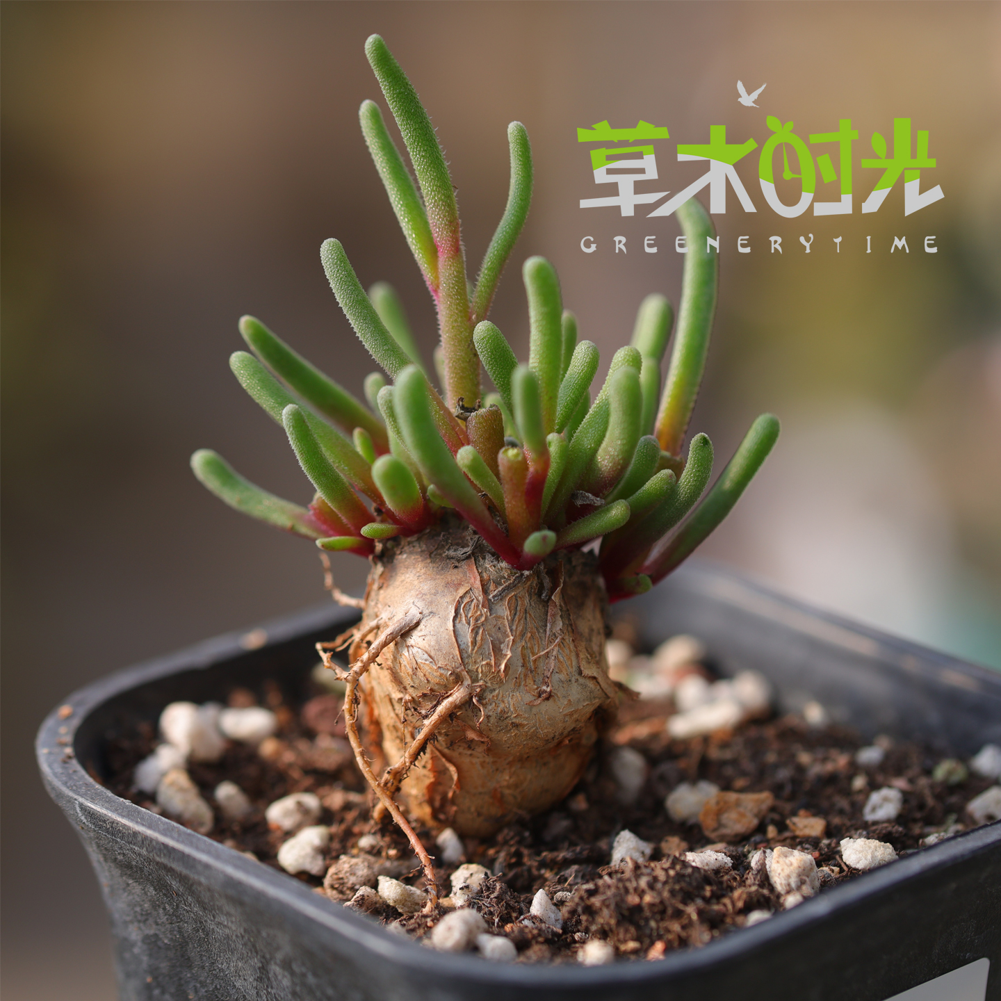 淡清霜稀有块根植物一物一拍