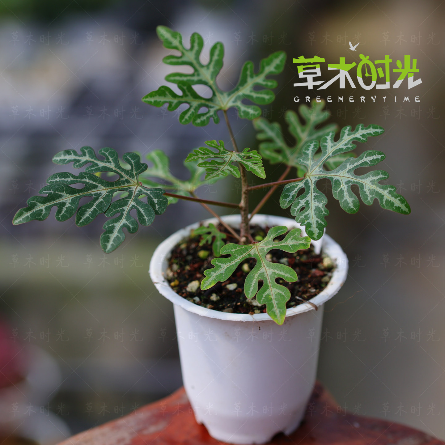 马岛新种雪花西番莲 Adenia sp.nova 奇异块根多肉植物一物一拍