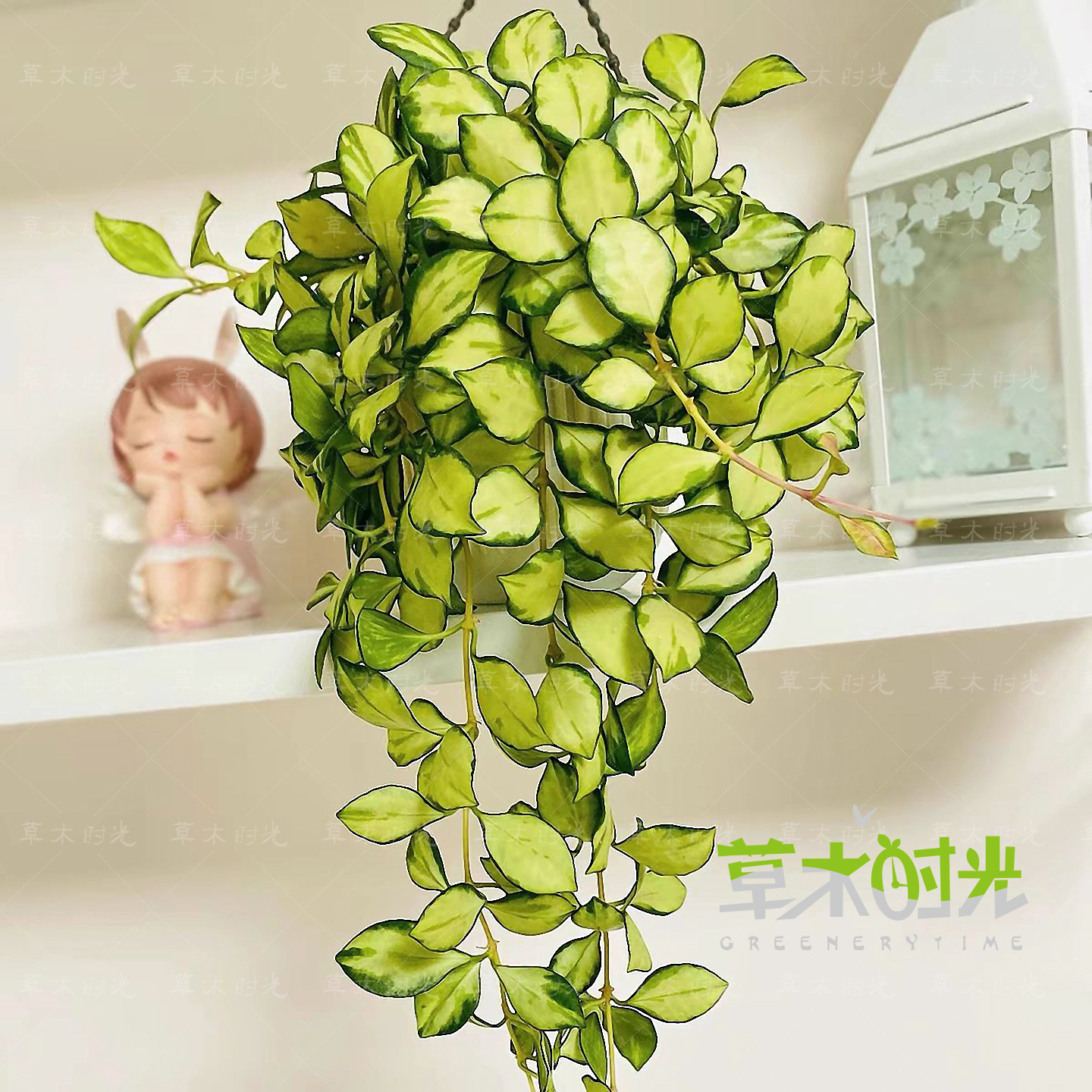 休内球兰锦耐阴耐热好养开花好看