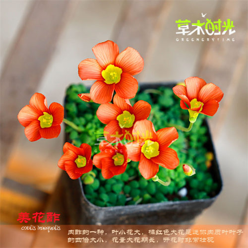美花酢酢浆草幸运草开花好看