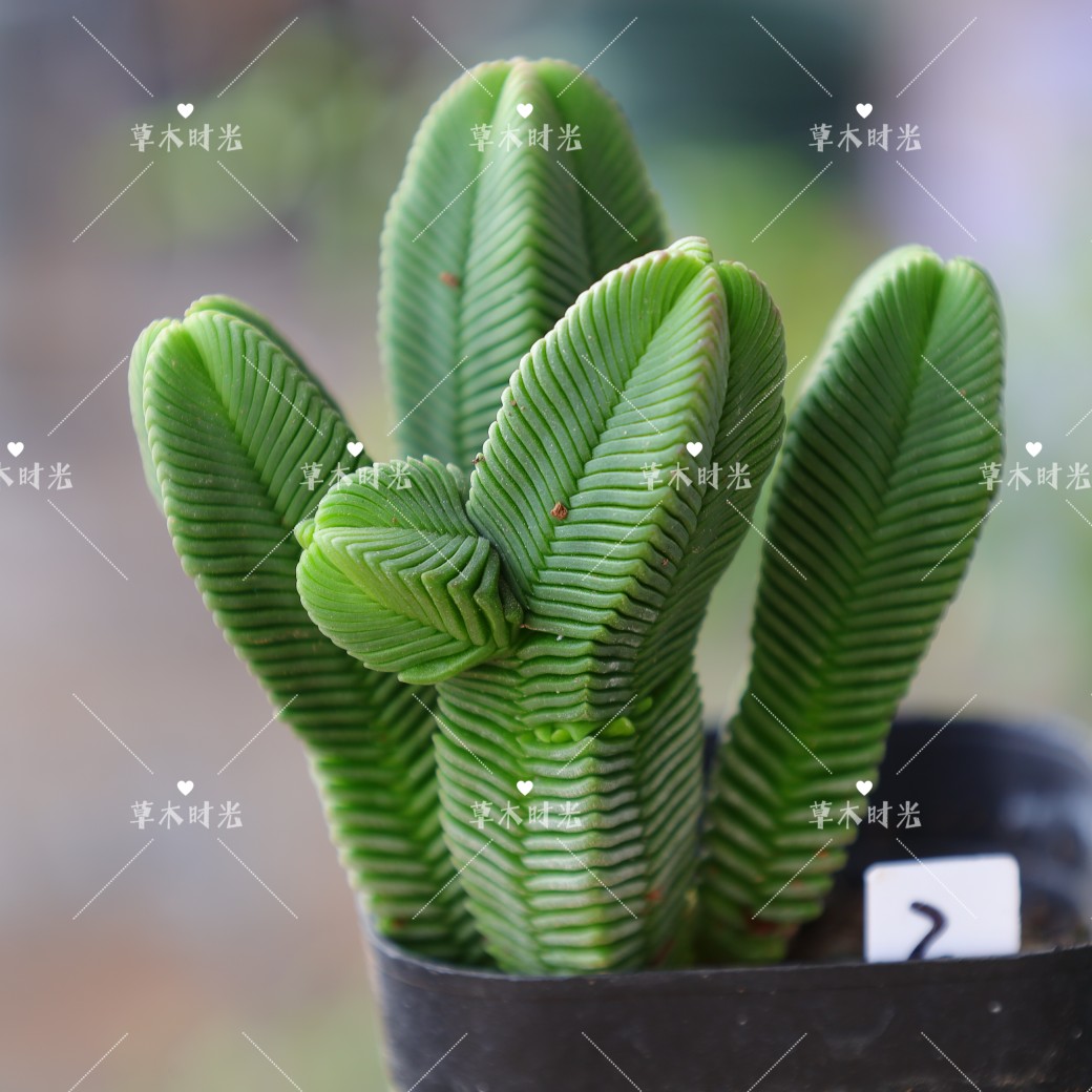 达摩绿塔多肉植物青锁龙属办公室绿色小萌物盆栽一物一拍基地直发