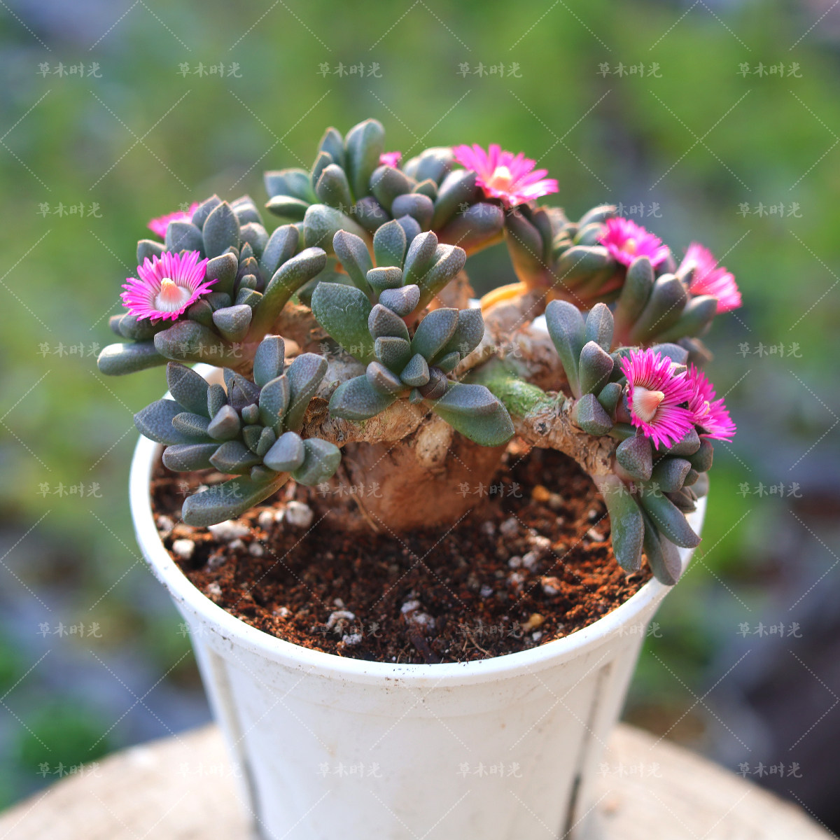 纳兰突斯老桩 稀有番杏块根多肉植物花卉一物一拍