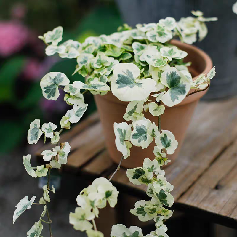 常春藤日本圆叶雪莹所见即所得