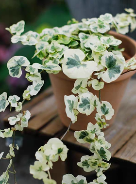 日本圆叶雪莹常春藤白化叶稀有品种人气网红室内观叶盆栽一物一拍