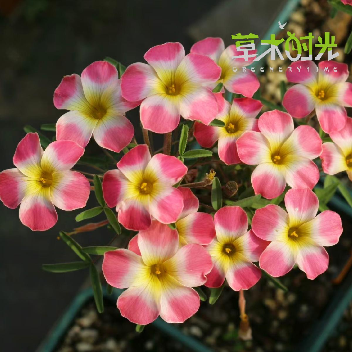秋植酢浆草 oxalis meteor shower  流星雨 2025新收种球秋季播种