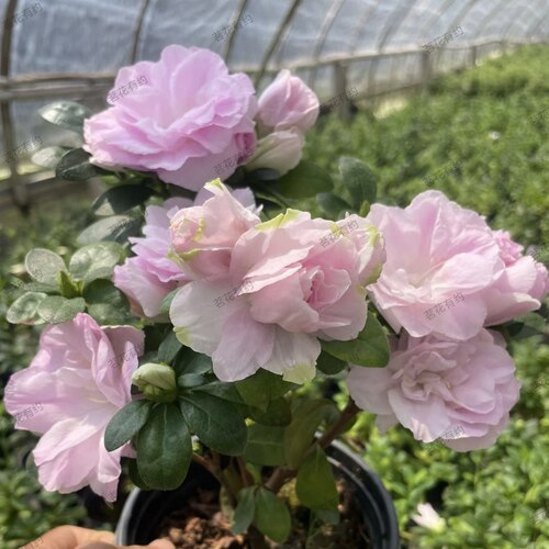 嫦娥杜鹃花 稀有盆栽四季勤花粉色重瓣大花庭院窗台花卉好养易活