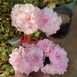 粉双樱杜鹃花 盆栽重瓣仙女粉色大花四季杜鹃粉双樱 庭院窗台花卉