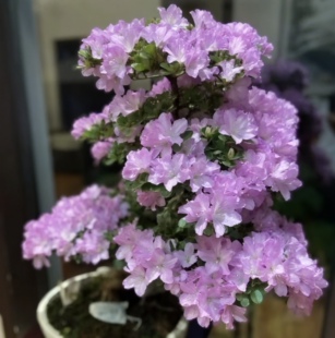 薰风杜鹃花 稀有日本东洋皋月熏风杜鹃花庭院窗台花卉耐寒热 好养