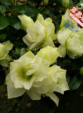 绿色光辉杜鹃花 盆栽西洋四季比利时浅绿色杜鹃 庭院窗台绿植花卉