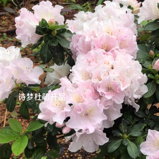盆栽诗梦雪晴杜鹃花 钻石之光 渐变透粉仙女色 好养易活 四季勤花