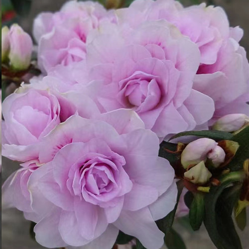 耐寒耐热重瓣杜鹃花净化空气春鹃