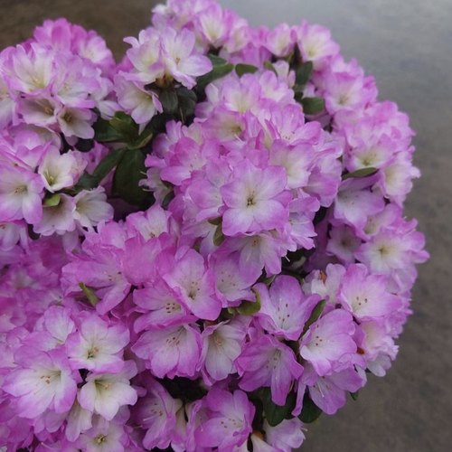 春鹃九重杜鹃花 盆栽久留米东鹃 庭院窗台花卉 耐寒耐热 好养易活