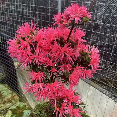 红锦英杜鹃花 盆栽皋月小田汲杜鹃庭院窗台花卉 耐寒耐热好养易活