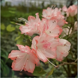 红装素裹杜鹃花 盆栽久留米东鹃红妆素裹 庭院窗台花卉 耐寒耐热