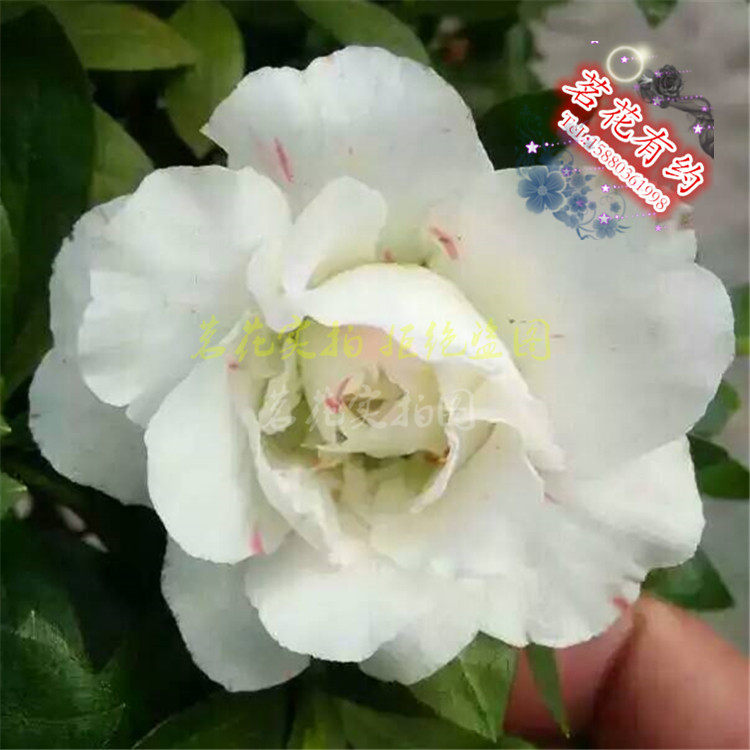 盆栽丹东老八种五宝珠系晚霞欢天喜地粉天慧绿牡丹五彩牡丹杜鹃花,鲜花速递/花卉仿真/绿植园艺,时令草本花卉,淘宝优惠券,粉丝福利购,淘宝优惠卷