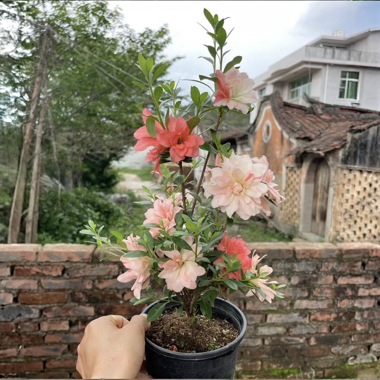 小玉之舞杜鹃花 多色系重瓣皋月夏鹃 耐寒耐热庭院窗台花卉抗性好