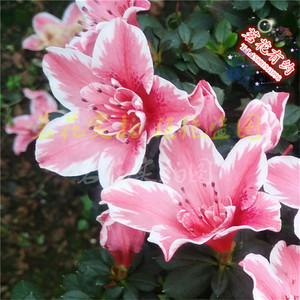 包邮 四季西洋比利时红粉白百合杜鹃花带苞 庭院窗台木本绿植花卉