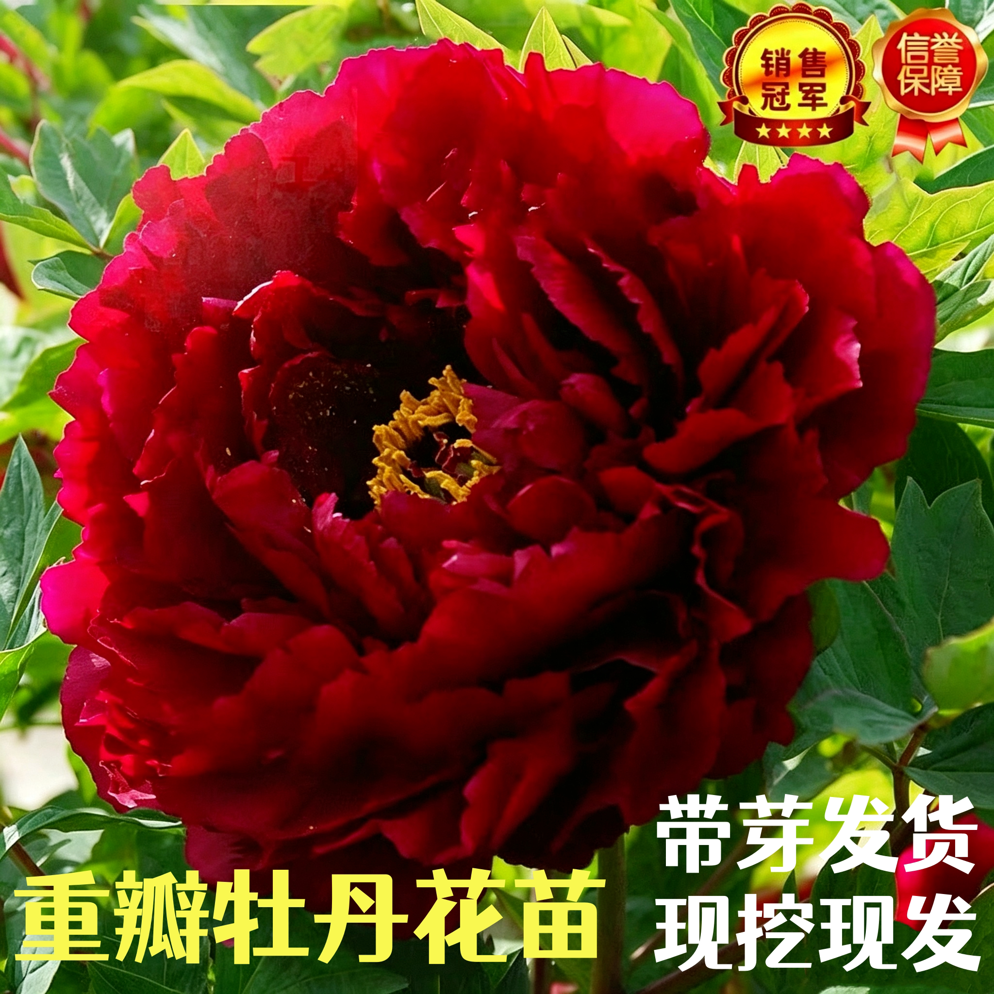 重瓣牡丹花苗带芽好养当年开花图片