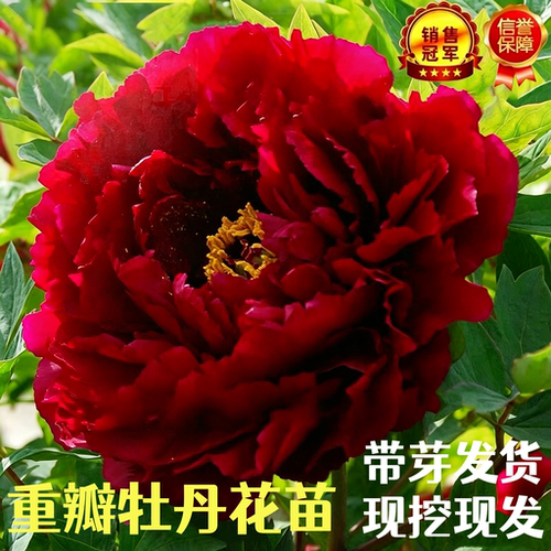 重瓣牡丹花苗带芽好养当年开花