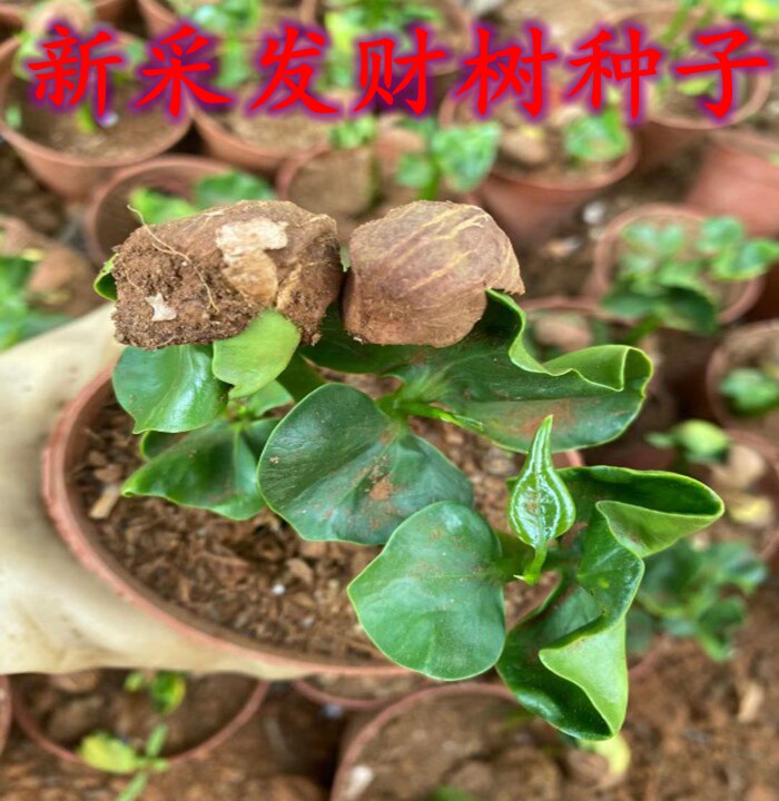 新采发财树种子果实 巴拉马果栗家庭园艺种子
