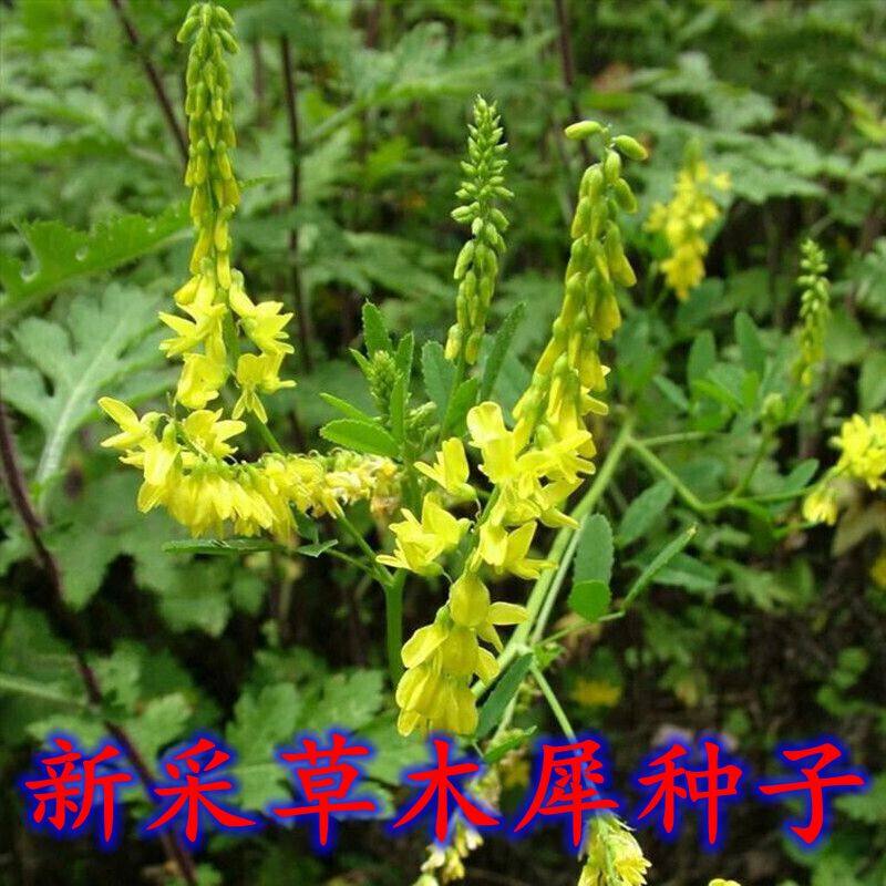 牧草种子新采草木樨种子蜜源植物黄花苜蓿绿肥猪牛羊耐寒耐草籽