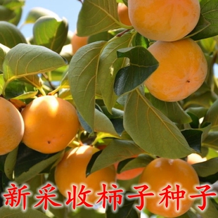 柿树种子果树柿子花好吃的柿子的果实绿化食用药用柿饼柿子树种籽