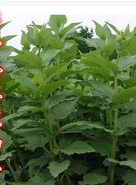 串叶松香草种子牧草多年生猪牛羊鹅食用华夏中华神菊教授菊种籽