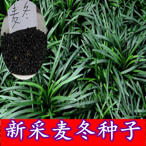 新采麦冬草种子宽叶矮化金边麦冬草籽多年生日本矮麦冬苗绿化种籽